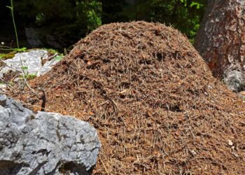 Se extiende por 6000 km de las costas de Portugal, España, Francia e Italia: el animal que ha conquistado Europa sin que te des cuenta 2 Se extiende por 6000 km de las costas de Portugal, España, Francia e Italia: el animal que ha conquistado Europa sin que te des cuenta