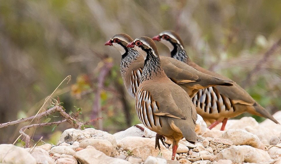 Extremadura estalla: rechazan blindar como BIC la caza con reclamo