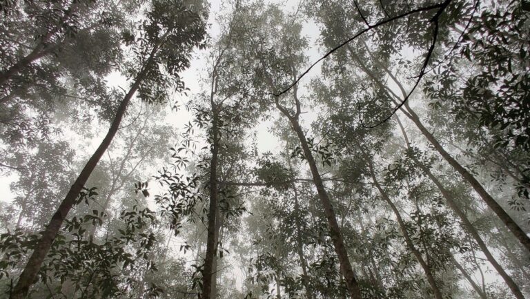 Moratoria al eucalipto en Bizkaia ante la expansión de las plantaciones forestales