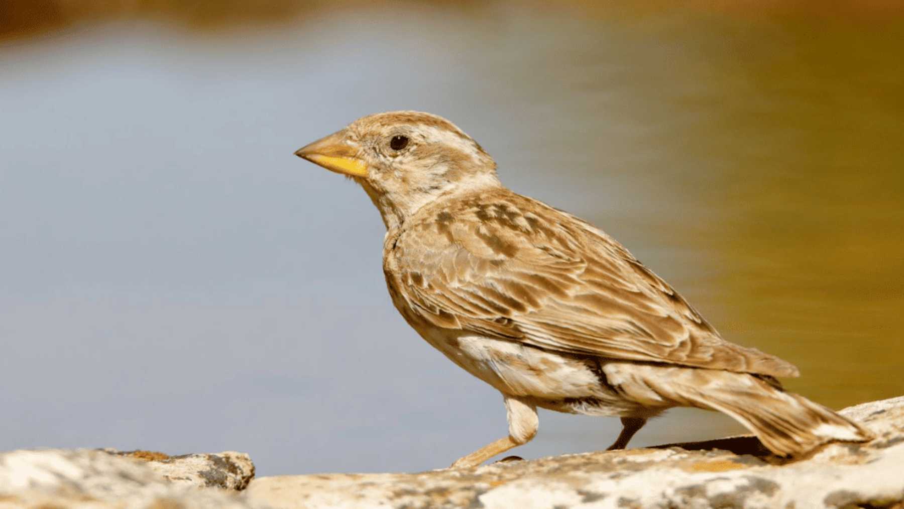 Crías de gorrión chillón afectadas por el abandono paternal