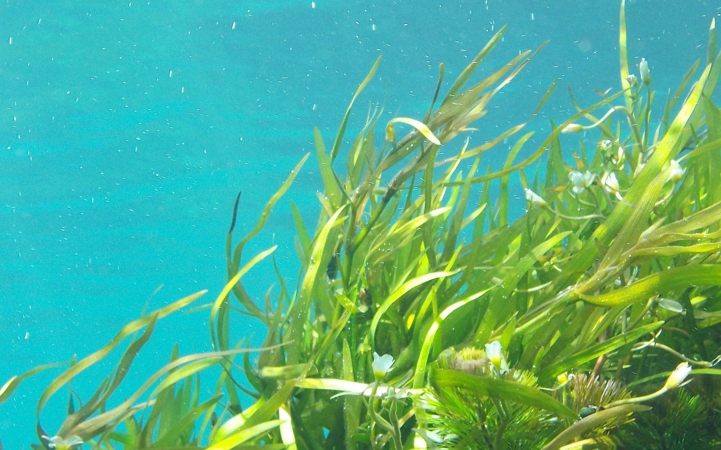 Vegetación marina del Mar Menor en recuperación en aguas costeras