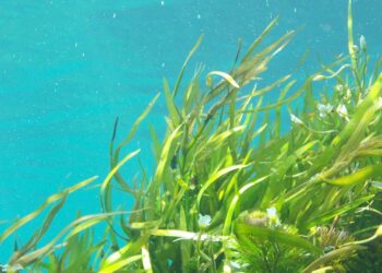 Vegetación marina del Mar Menor en recuperación en aguas costeras