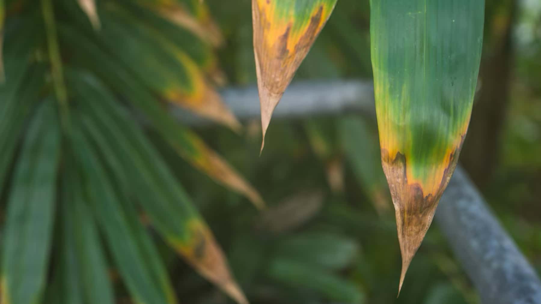 Qué significan las puntas de las hojas marrones y secas, según un experto en plantas