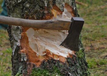 retraso de la Ley contra la deforestación