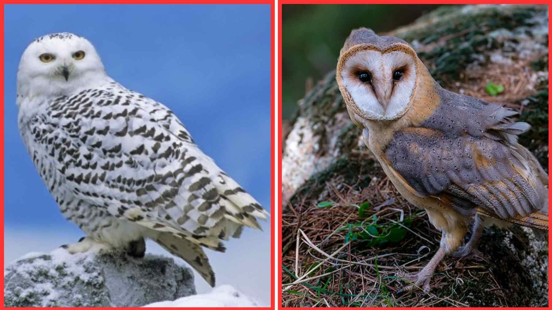 Búho nival y lechuza común, dos especies declaradas extintas a nivel nacional en Suecia según la Lista Roja 2025