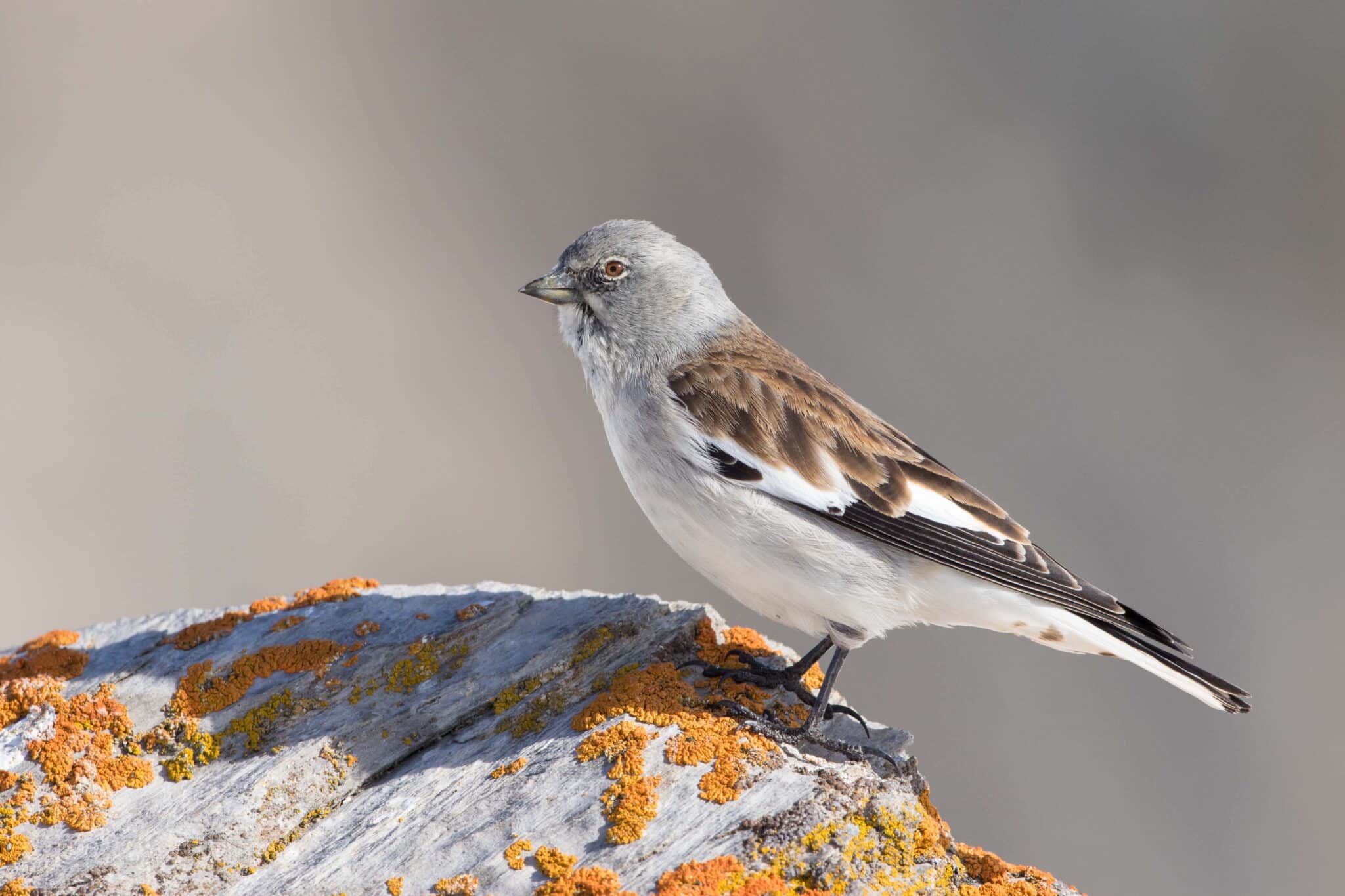 Tres aves alpinas en España entran en peligro por el cambio climático