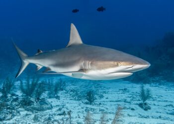 Conservación CITES en el punto de mira y con contrastes: avances para tiburones y felinos, pero retroceso crítico para la anguila