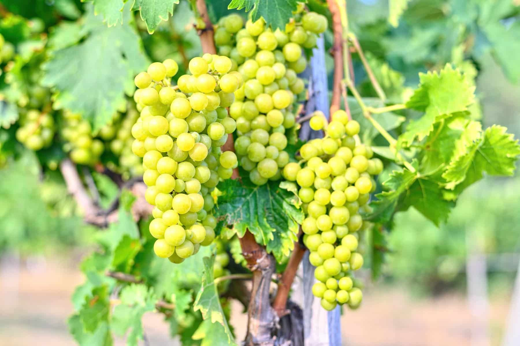 Vino ecológico Airén Pago Delgado logra un Oro en el certamen EcoRácimo 2025