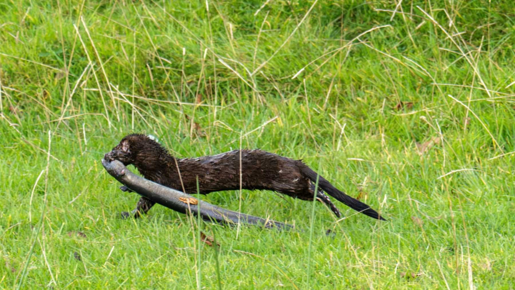 Visón americano transportando una presa en una zona de vegetación
