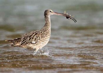 Europa muestra una recuperación desigual de sus aves costeras tras 70 años de datos 2 Europa muestra una recuperación desigual de sus aves costeras tras 70 años de datos