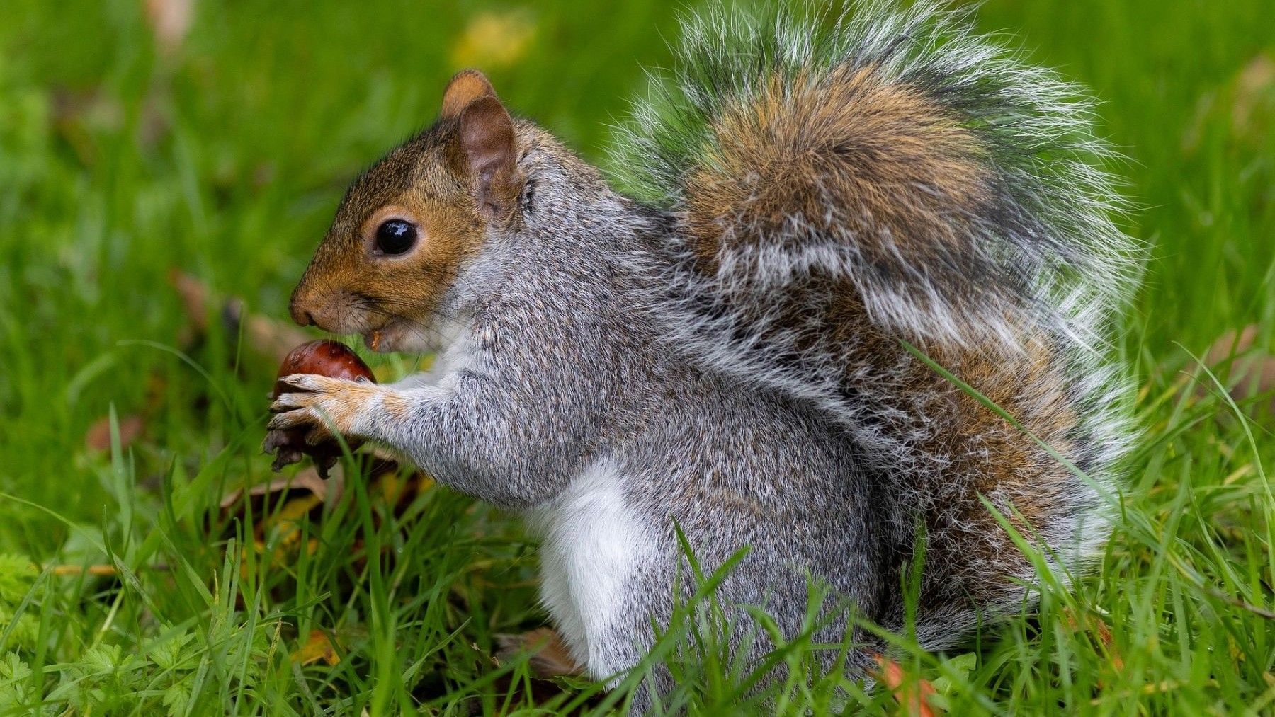 Ardilla en su hábitat natural durante el Día Mundial de la Ardilla 2026