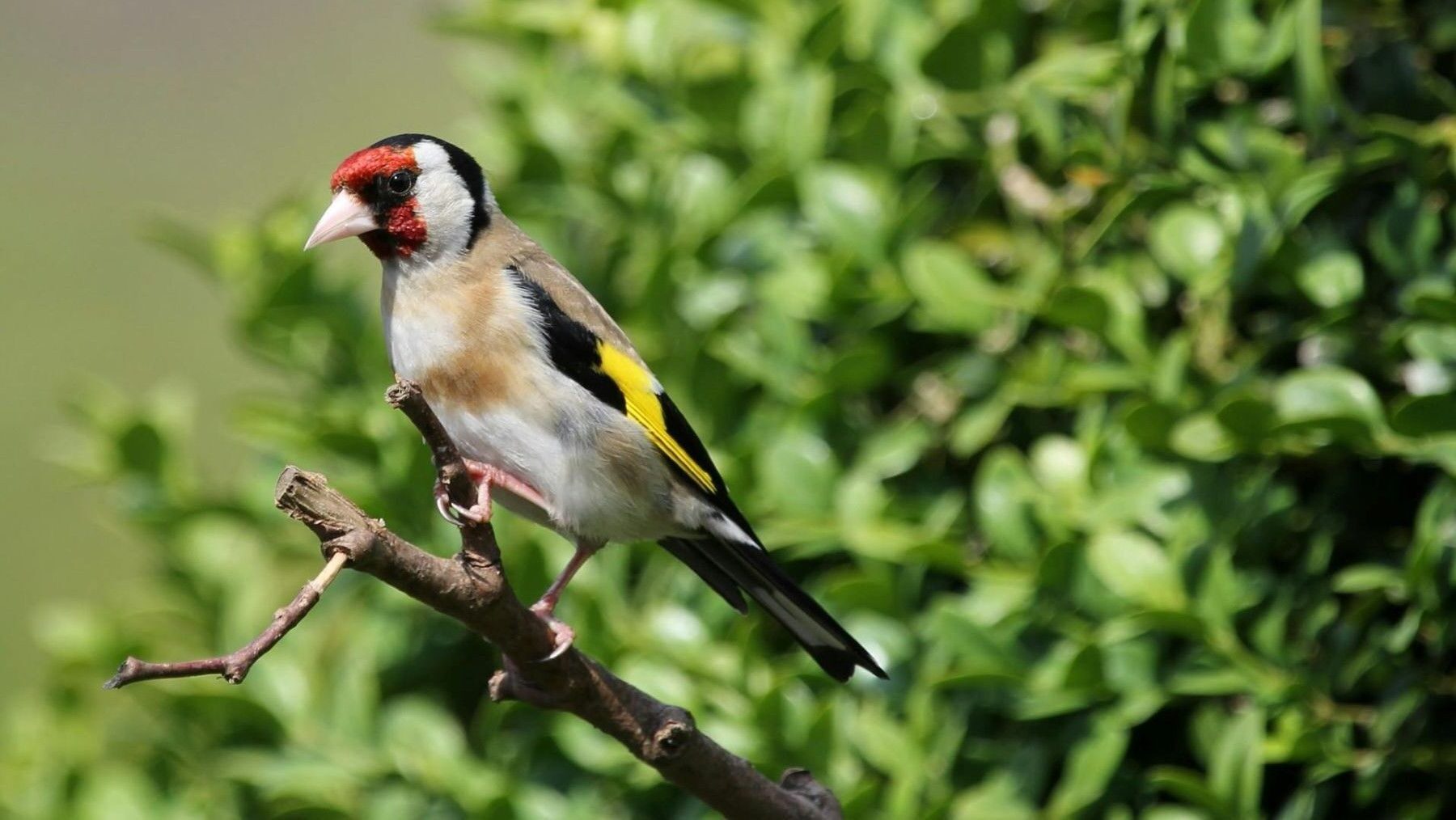 Ave del Año 2026 jilguero europeo en libertad