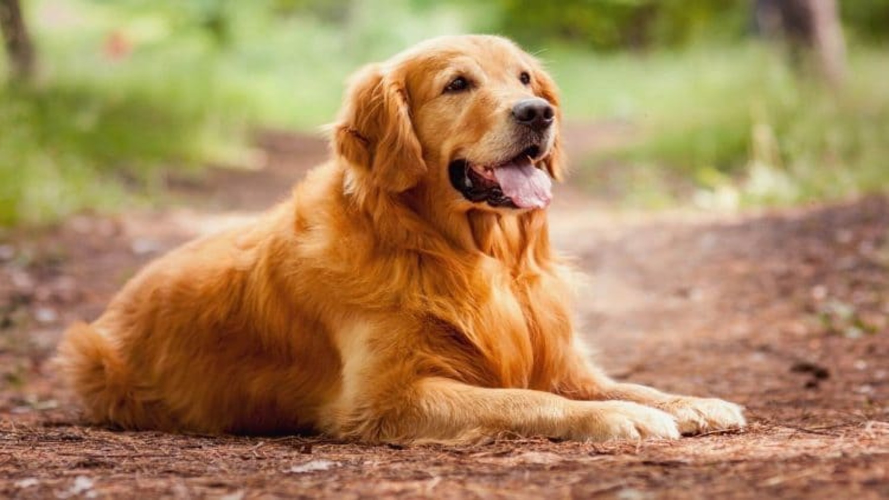 Terapia asistida con animales en residencias de mayores con una golden retriever