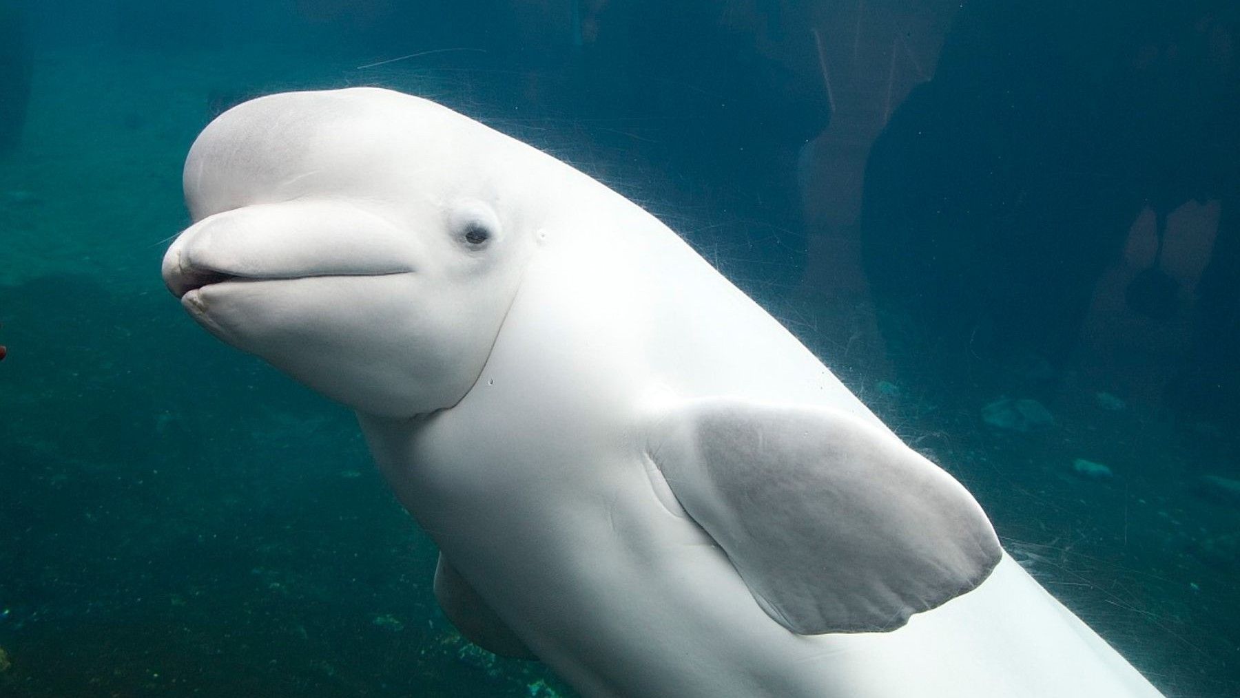 ballenas beluga de Alaska en su hábitat natural