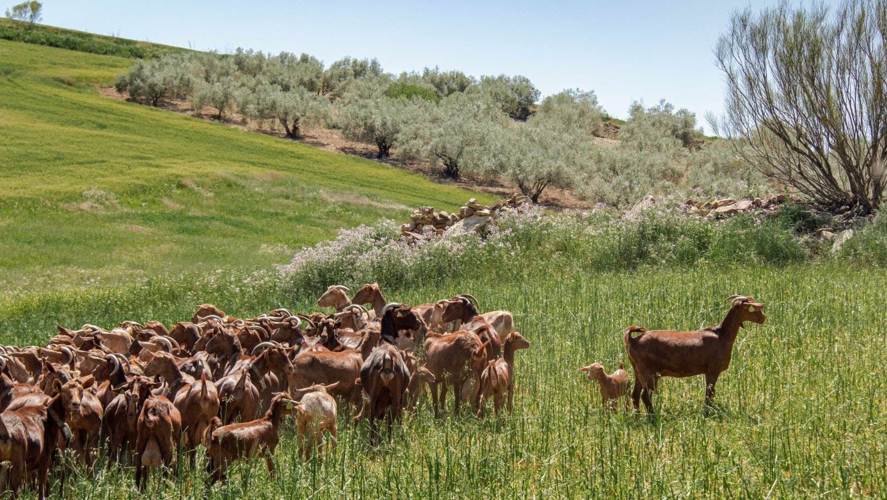 Ganadería extensiva en pastos públicos del Parque Natural de Cazorla