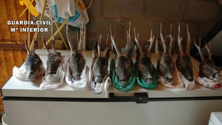 Cabezas de corzo incautadas en un caso de caza furtiva de corzo en Cáceres