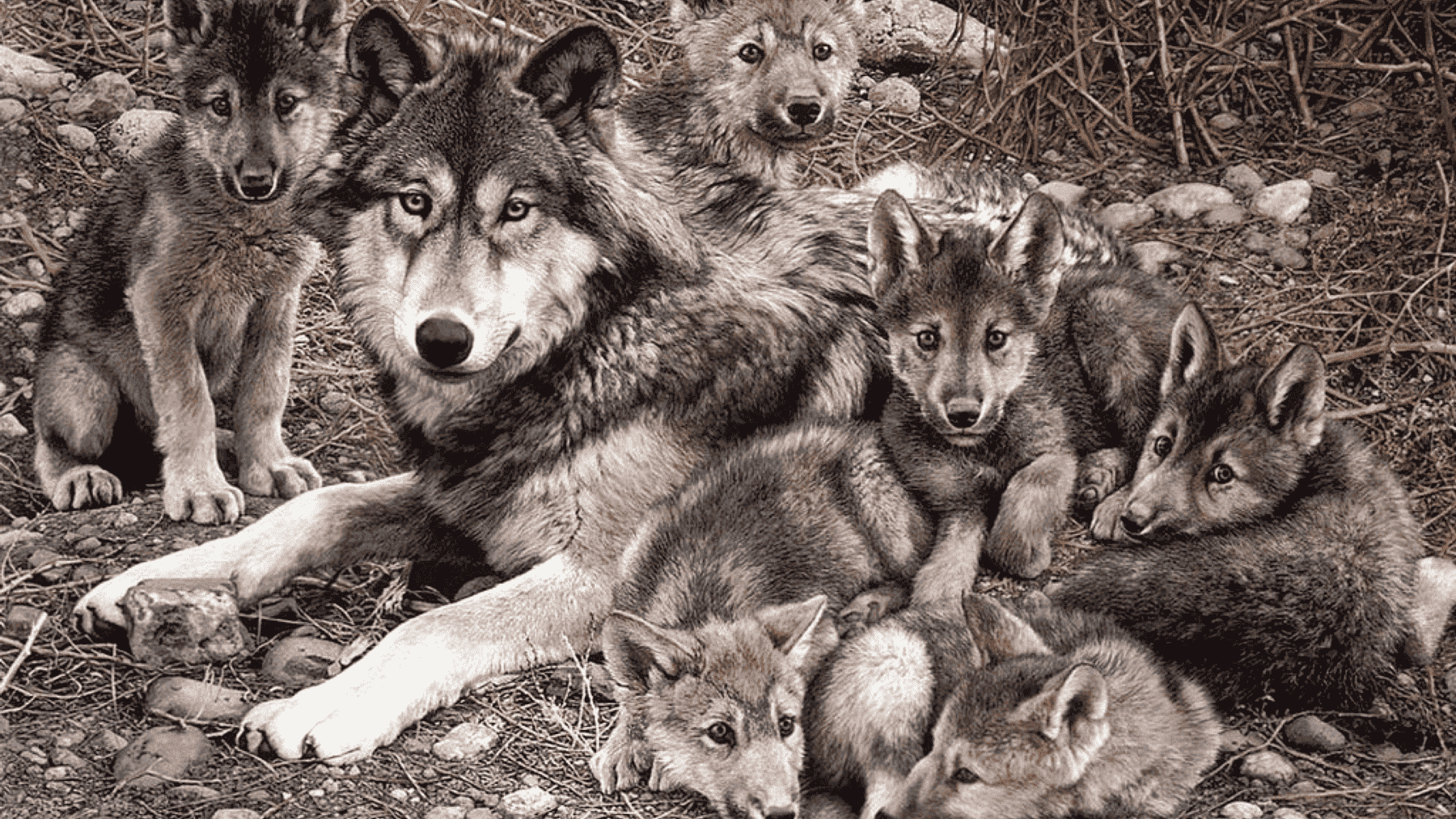 Muerte de cachorros de lobo en Cantabria por extracciones autorizadas