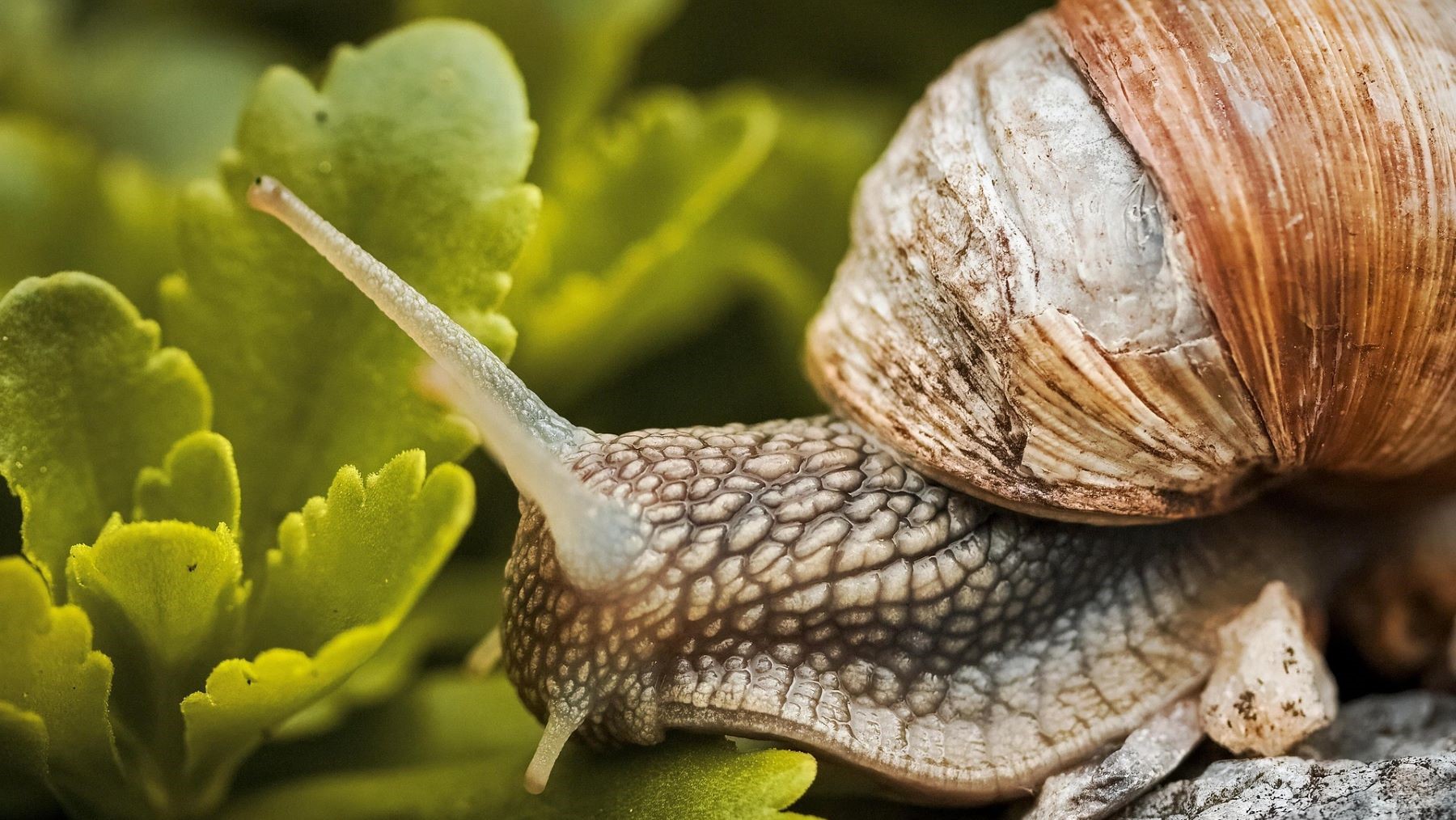 Nuevas especies de caracoles terrestres microscópicos de menos de dos milímetros descubierto en la Reserva Un poco del Chocó, Ecuador