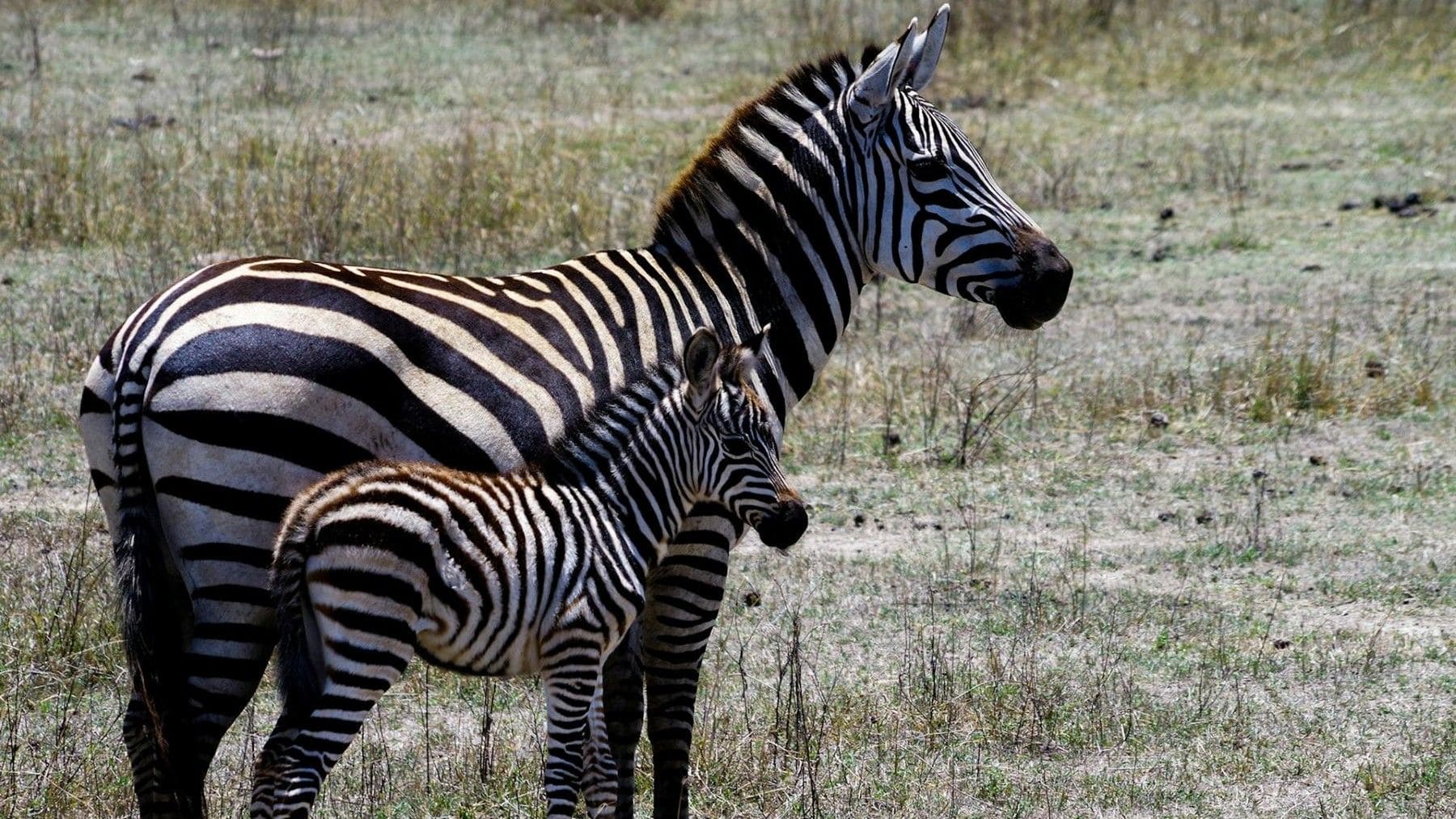 Día Internacional de la Cebra 2026 y conservación de cebras africanas