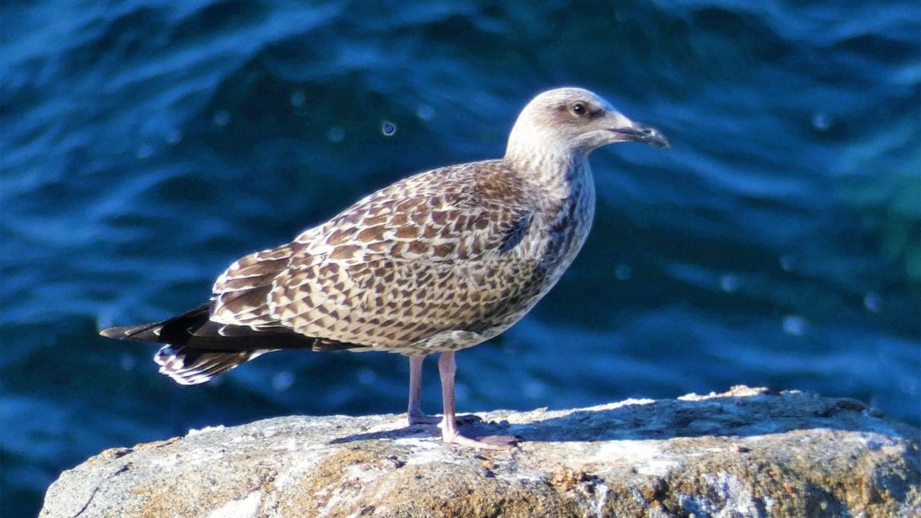 Observación de aves durante el censo de aves acuáticas invernantes en Asturias