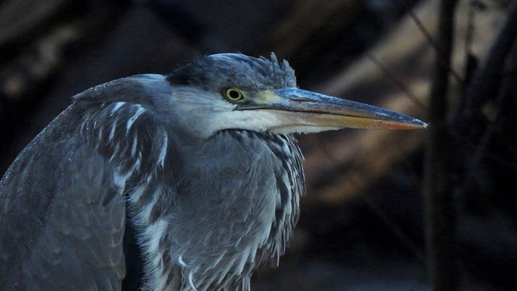 Agentes ambientales realizan el censo de aves acuáticas invernantes en Castilla y León