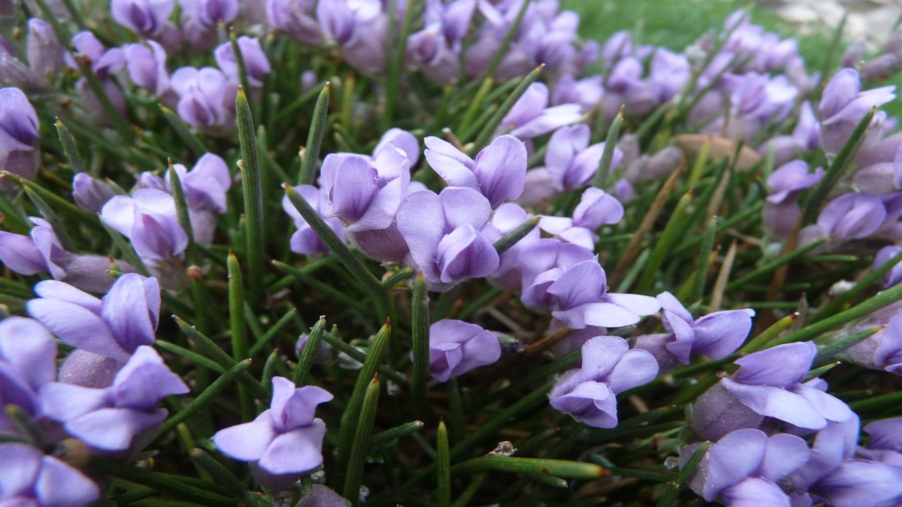 Investigadores analizan nuevas especies descritas por científicos españoles en ecosistemas naturales