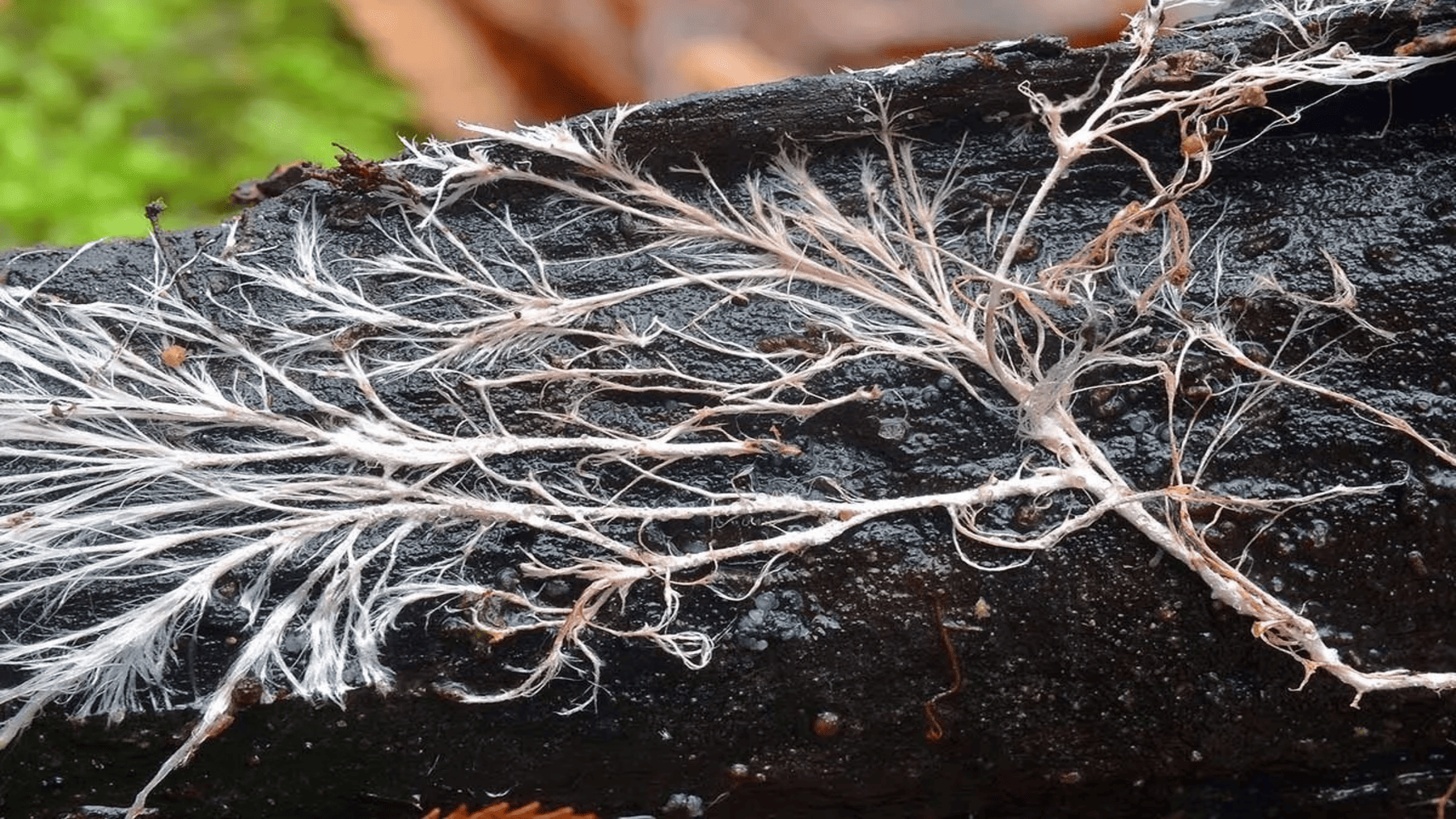 Cuero de micelio fabricado a partir de hongos sobre residuos orgánicos