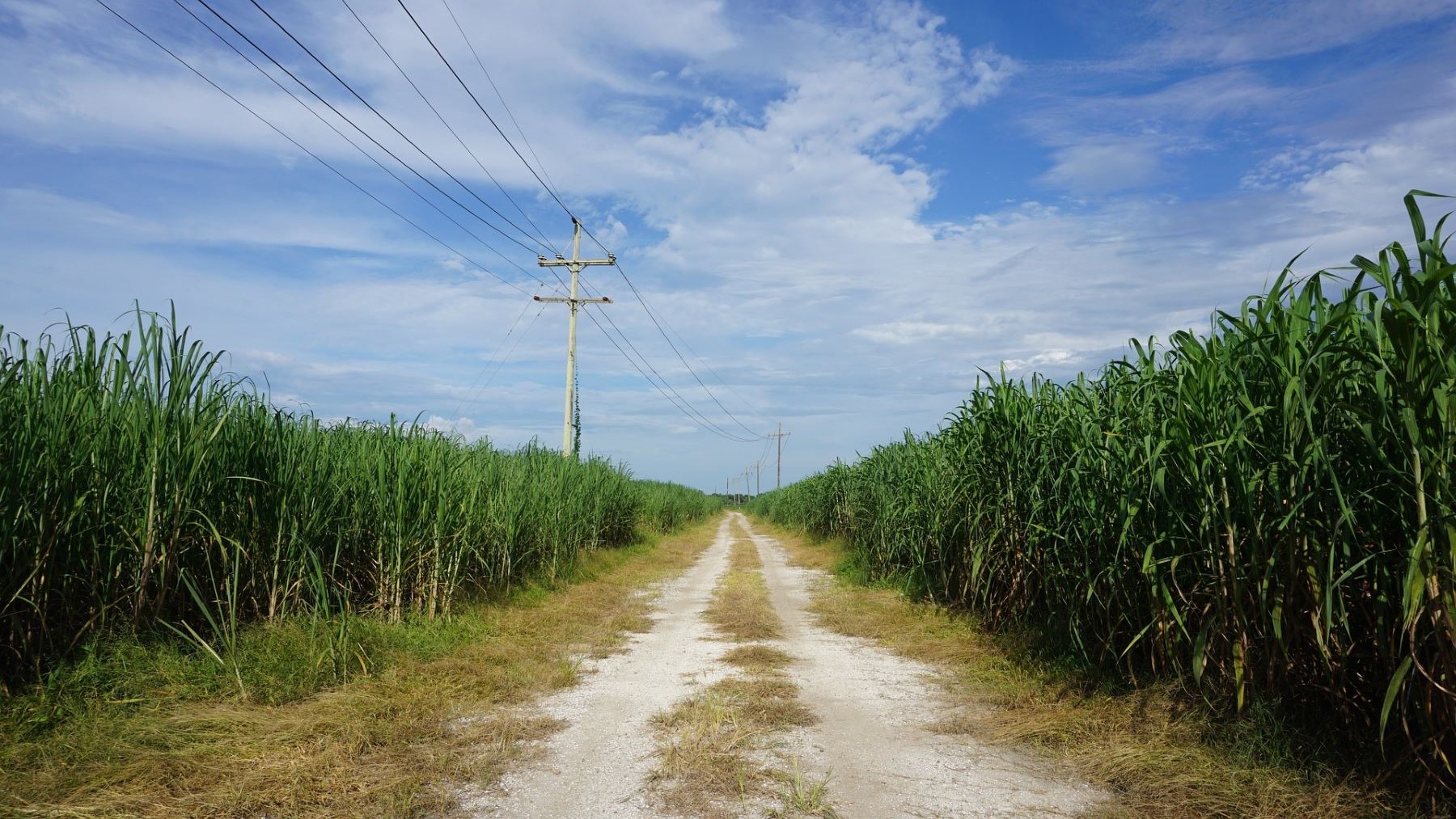 Etanol en la matriz energética de Panamá a partir de caña de azúcar