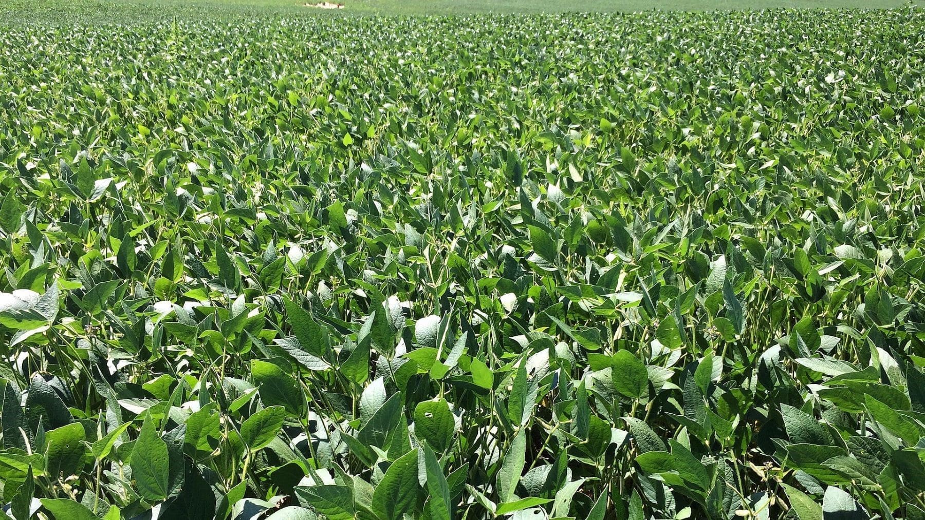 moratoria de la soja en áreas próximas a la Amazonía brasileña