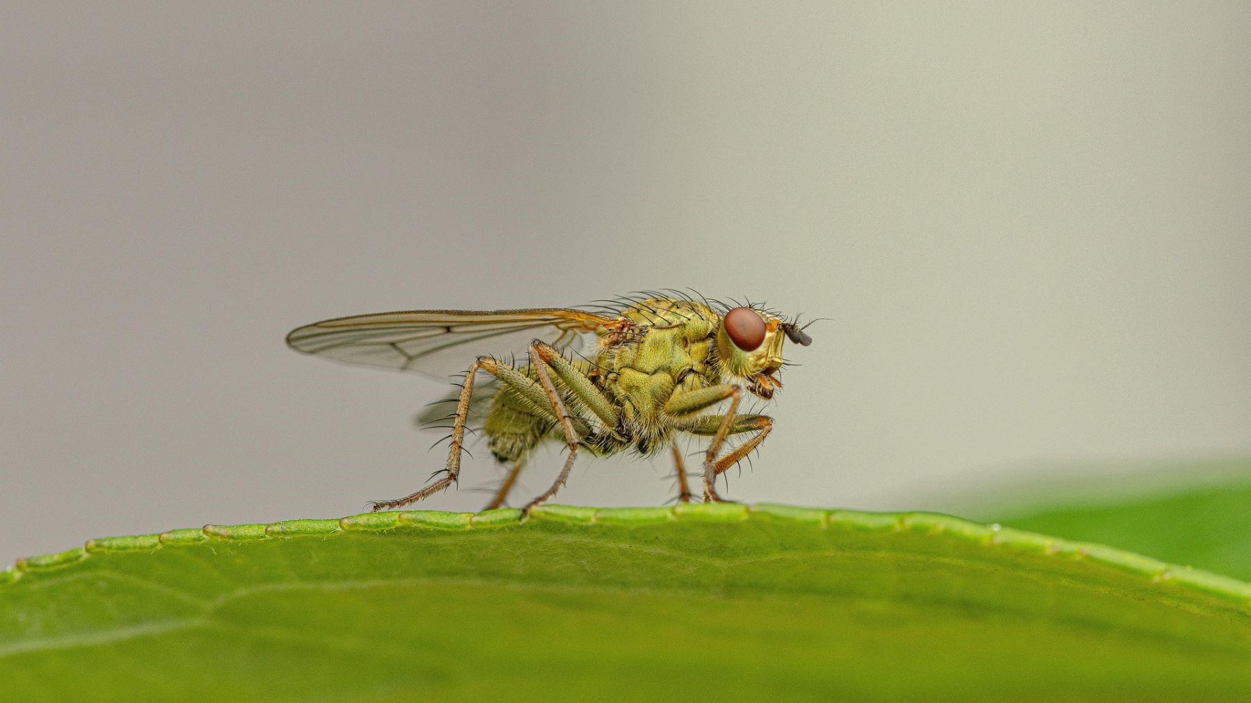 Ejemplar de la nueva especie endémica de mosca Eumerus macarius descubierta en La Palma