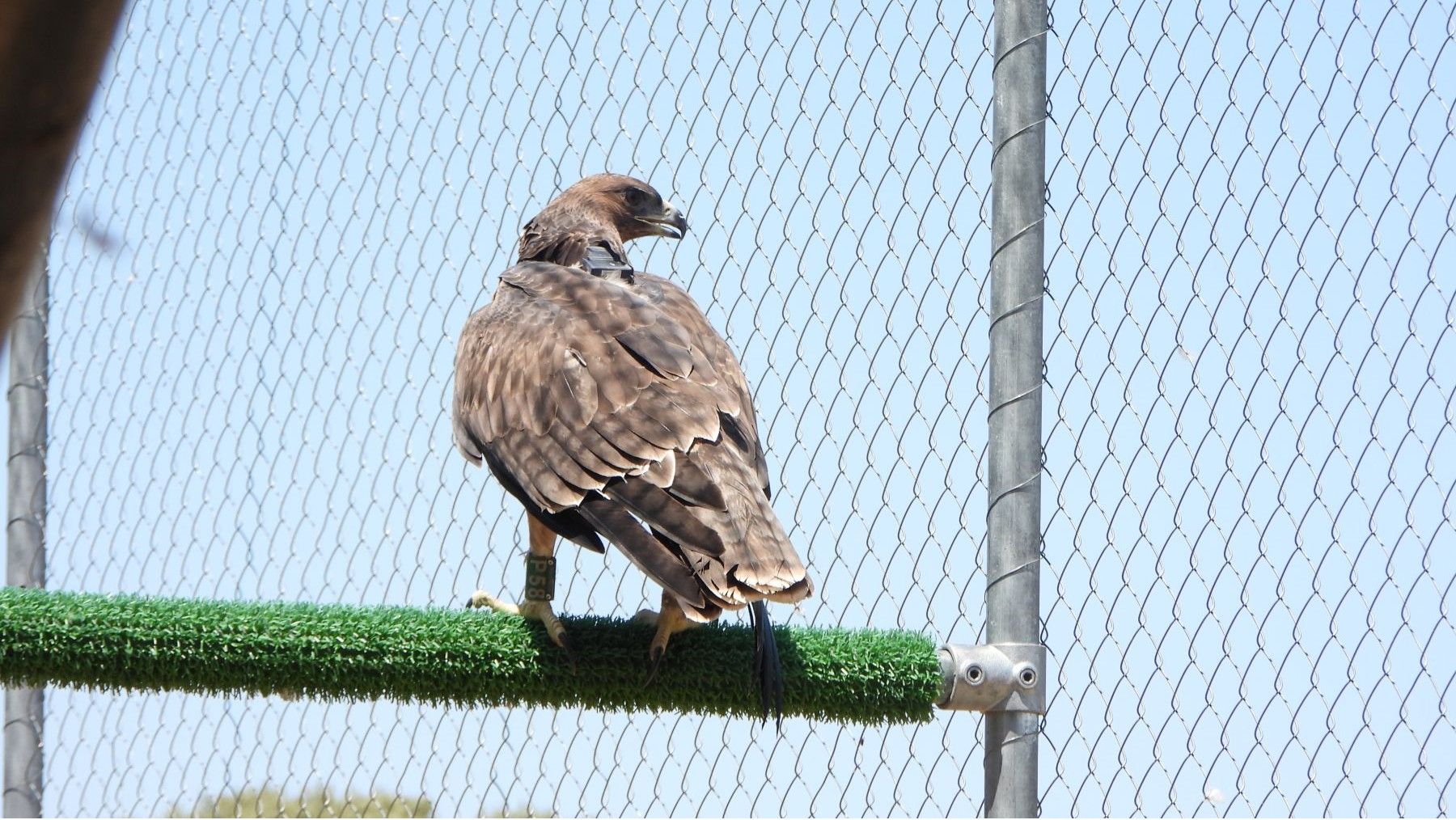 Águila de Bonelli liberada en Madrid como parte de un proyecto de conservación