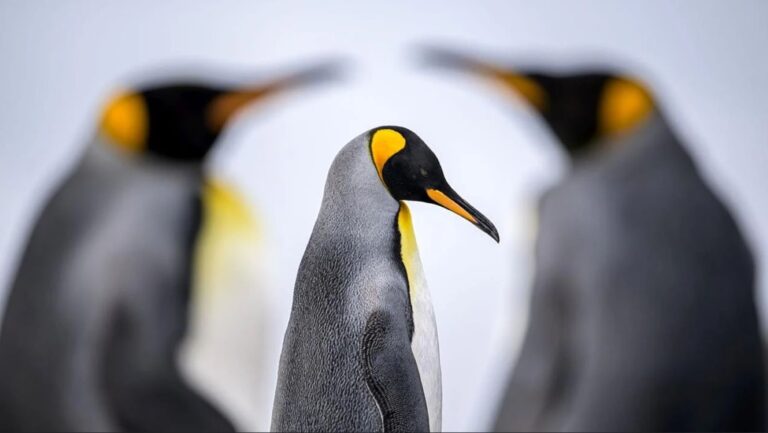 Concurso fotográfico de aves FIO 2026 en Monfragüe