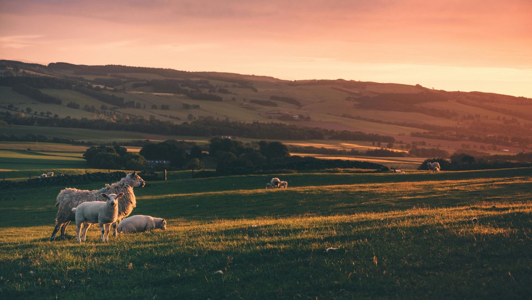 Ganadería extensiva en los montes de Andalucía como herramienta ambiental