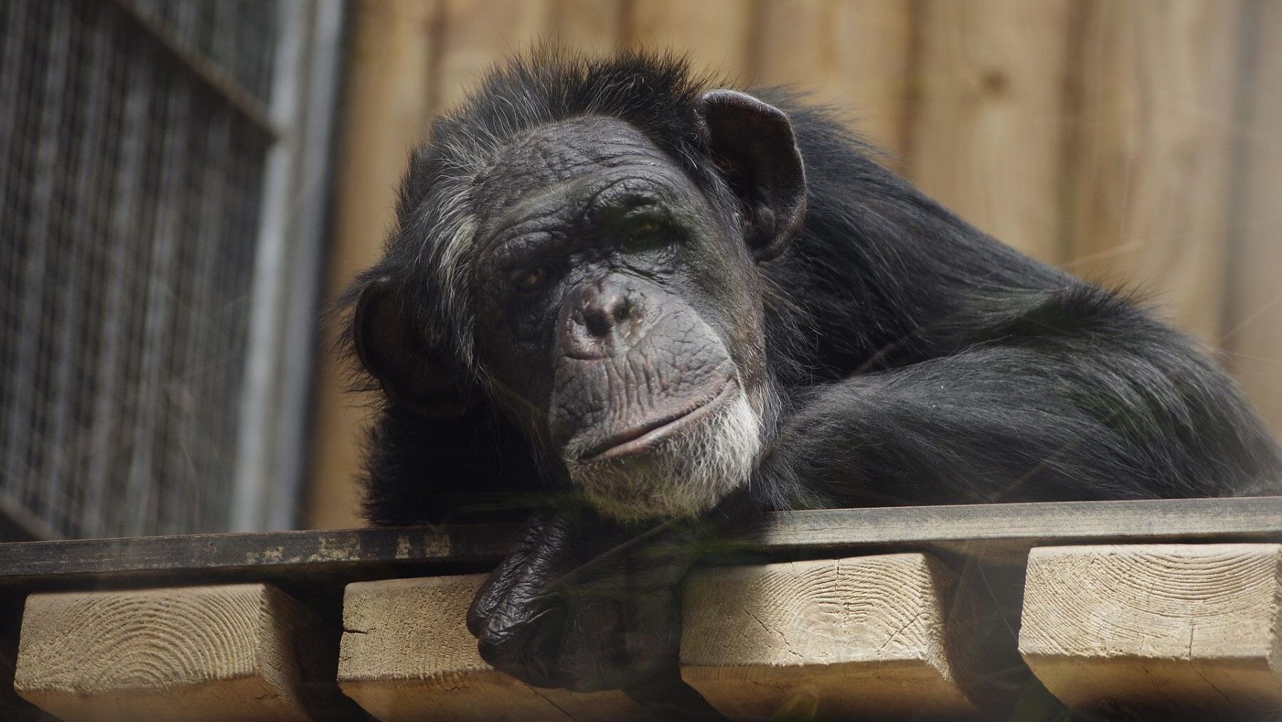 Centro de rescate de grandes simios en España