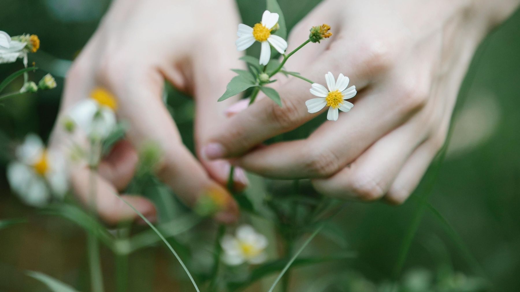 Herbario Virtual del Mediterráneo Occidental con especies botánicas