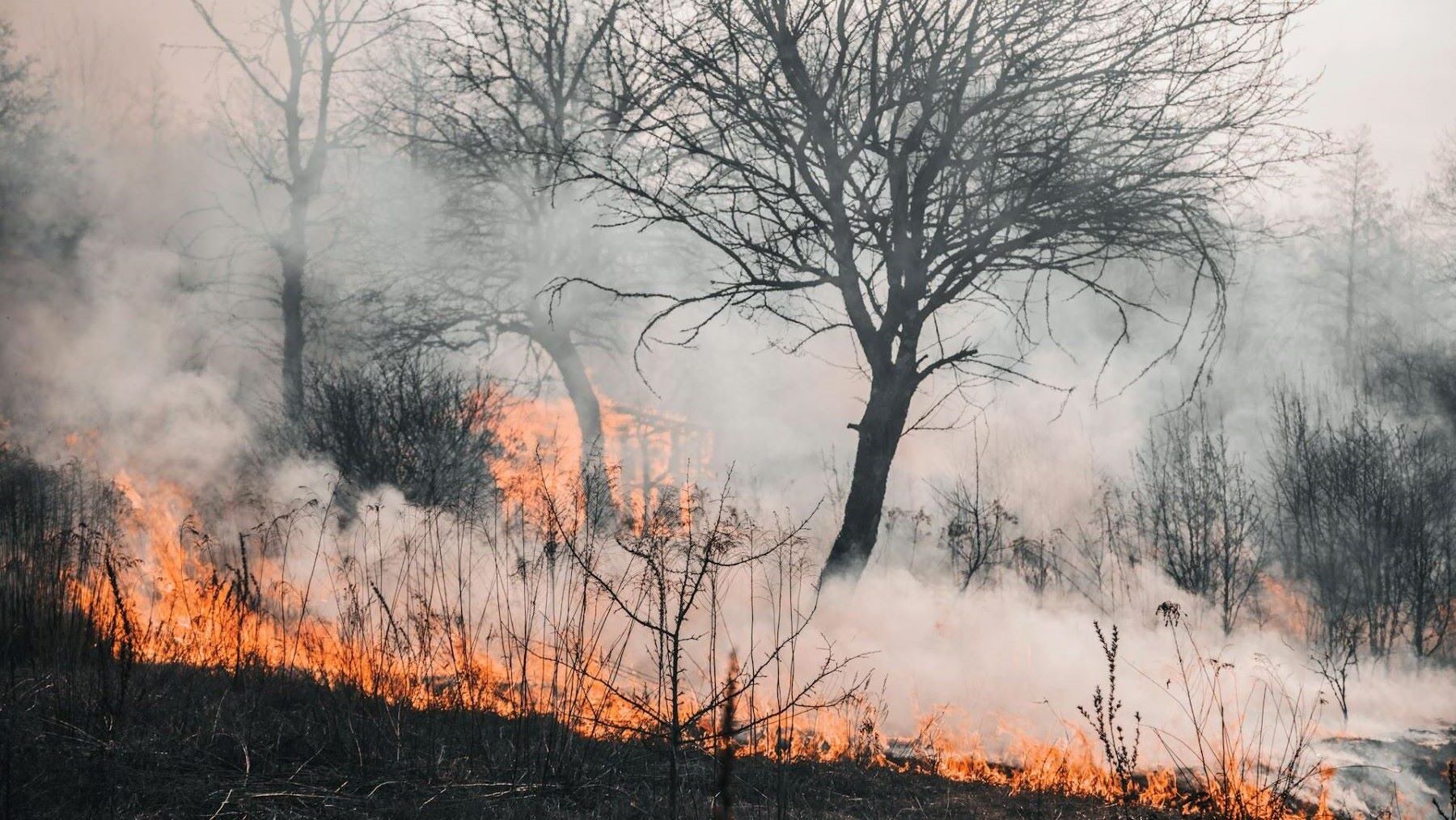 Incendios forestales noroeste España arrasan grandes superficies por calor extremo