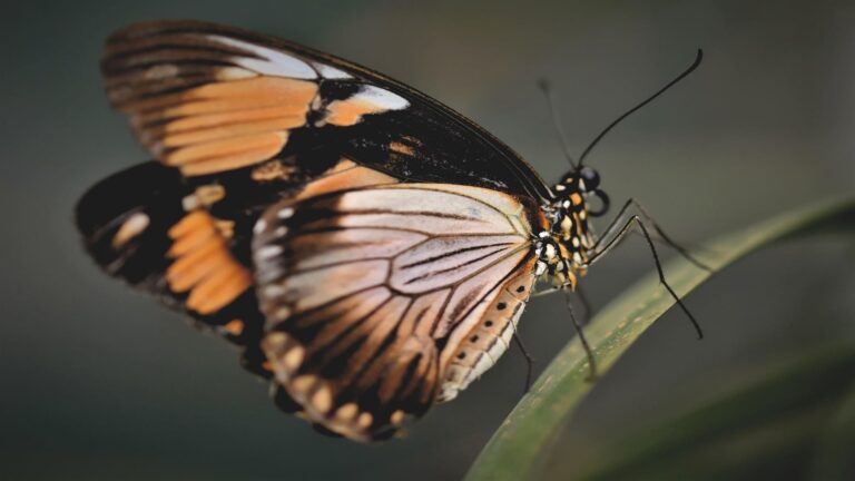 Estudio del genoma mariposas Europa en laboratorio científico
