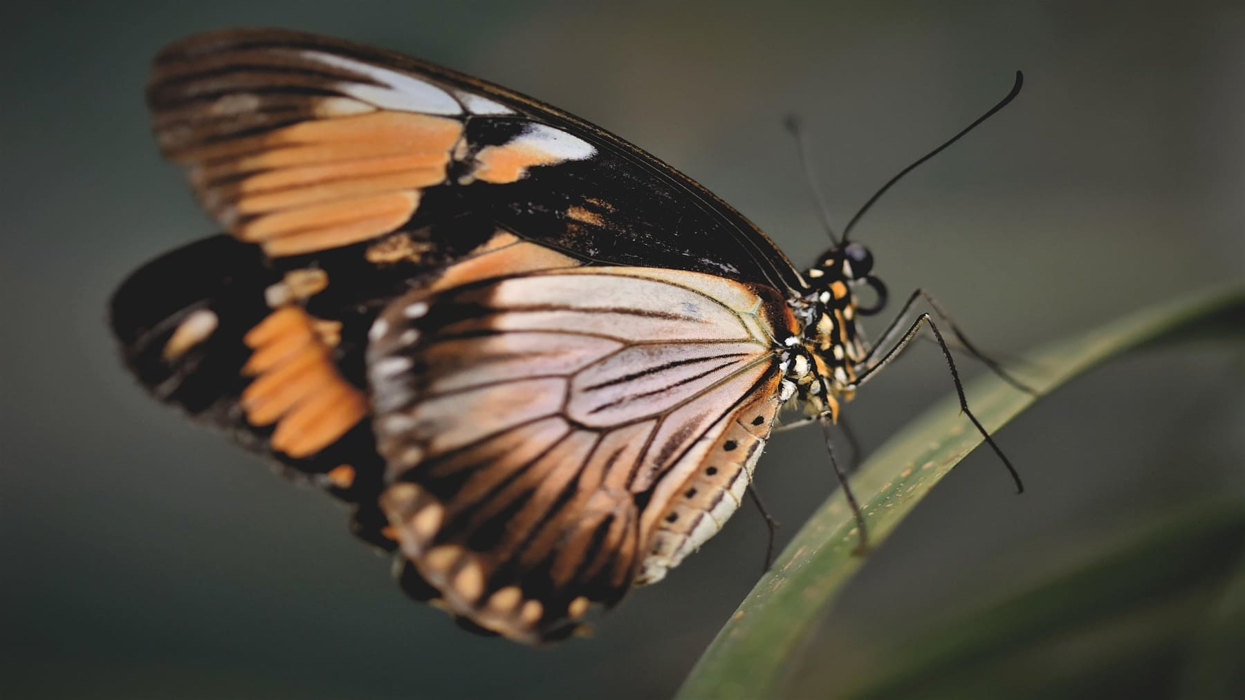 Estudio del genoma mariposas Europa en laboratorio científico