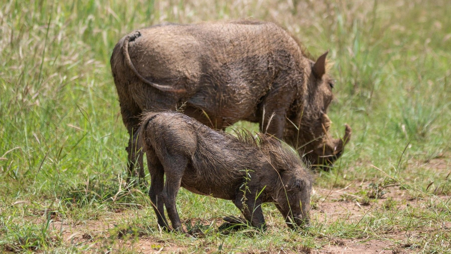 Jabalíes silvestres en área afectada por peste porcina africana en Cataluña
