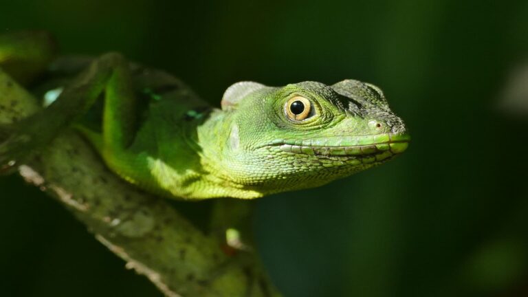 Pérdida acelerada de biodiversidad frente al reto del Marco Mundial de Biodiversidad de Kunming-Montreal