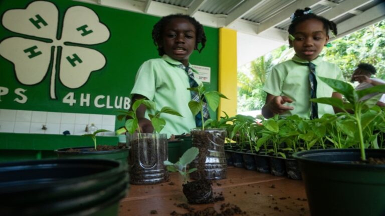 Estudiantes participan en proyectos educativos para proteger el medio ambiente.