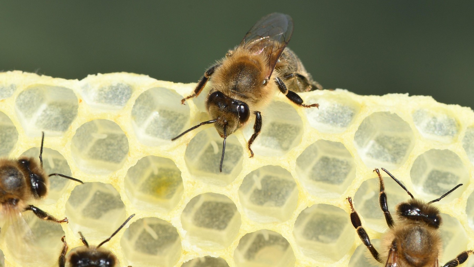 Larvas de abejas afectadas por la falta de alimento durante su desarrollo