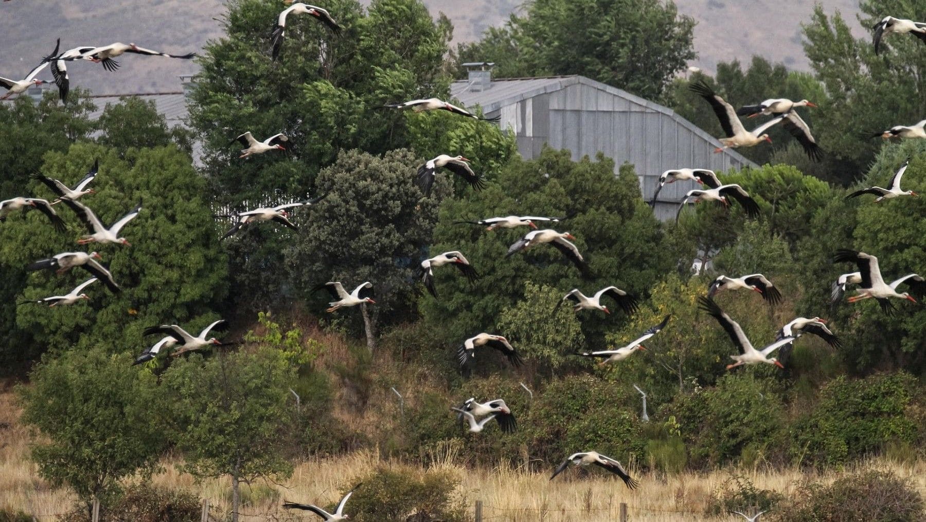 Políticas ambientales en Madrid y el problema de las cigüeñas