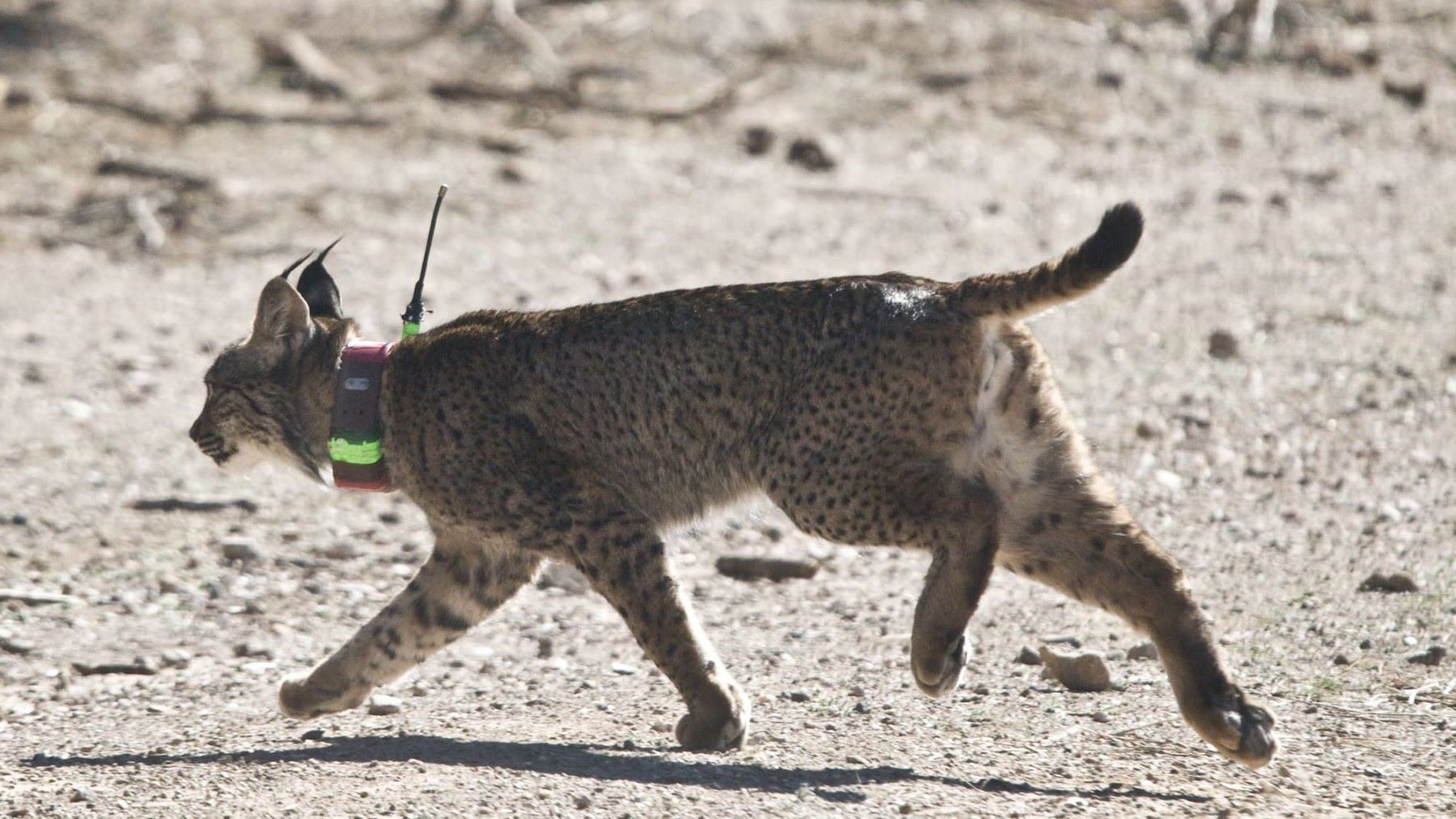 Reintroducción del lince ibérico en el Cerrato Palentino con suelta controlada