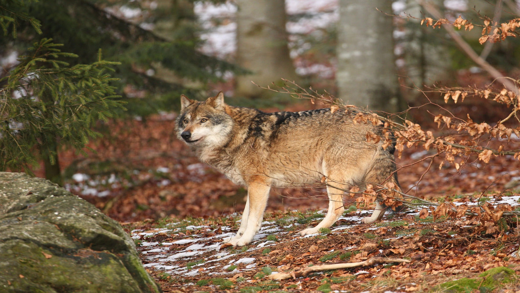 Lobo ibérico en Extremadura pendiente de protección oficial