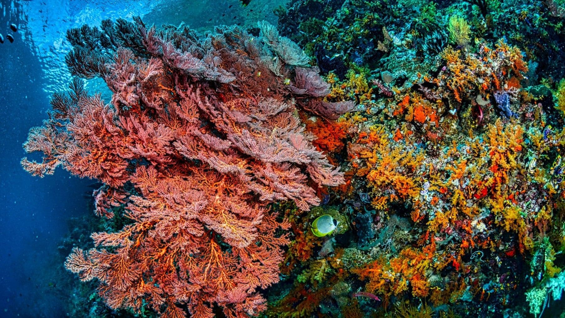 Los corales también duermen durante la noche para reparar su ADN