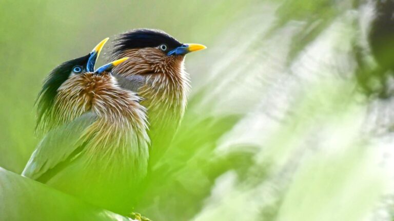Visor interactivo de las IBA con mapas y espacios clave para aves