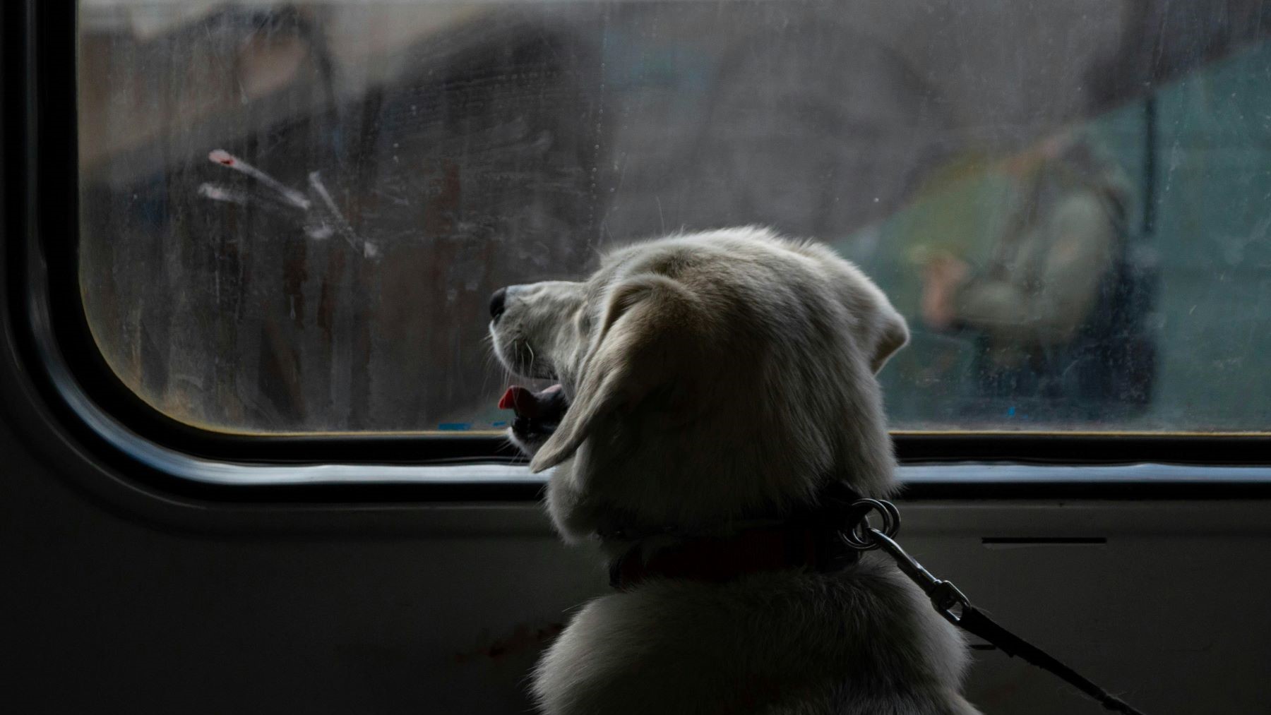 Mascotas en Renfe excluidas de los autobuses alternativos