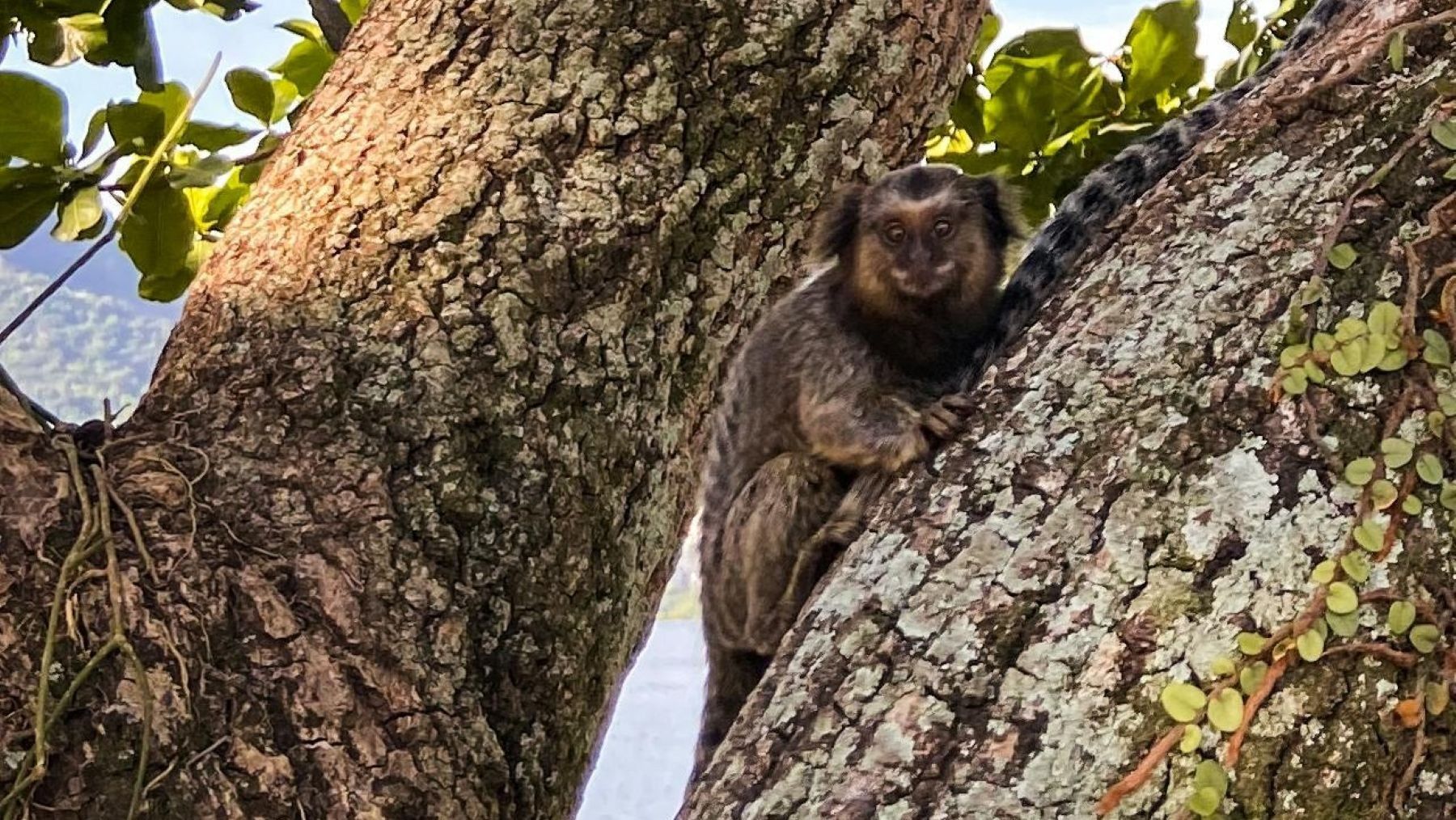 monos titíes grises liberados en Colombia tras rehabilitación