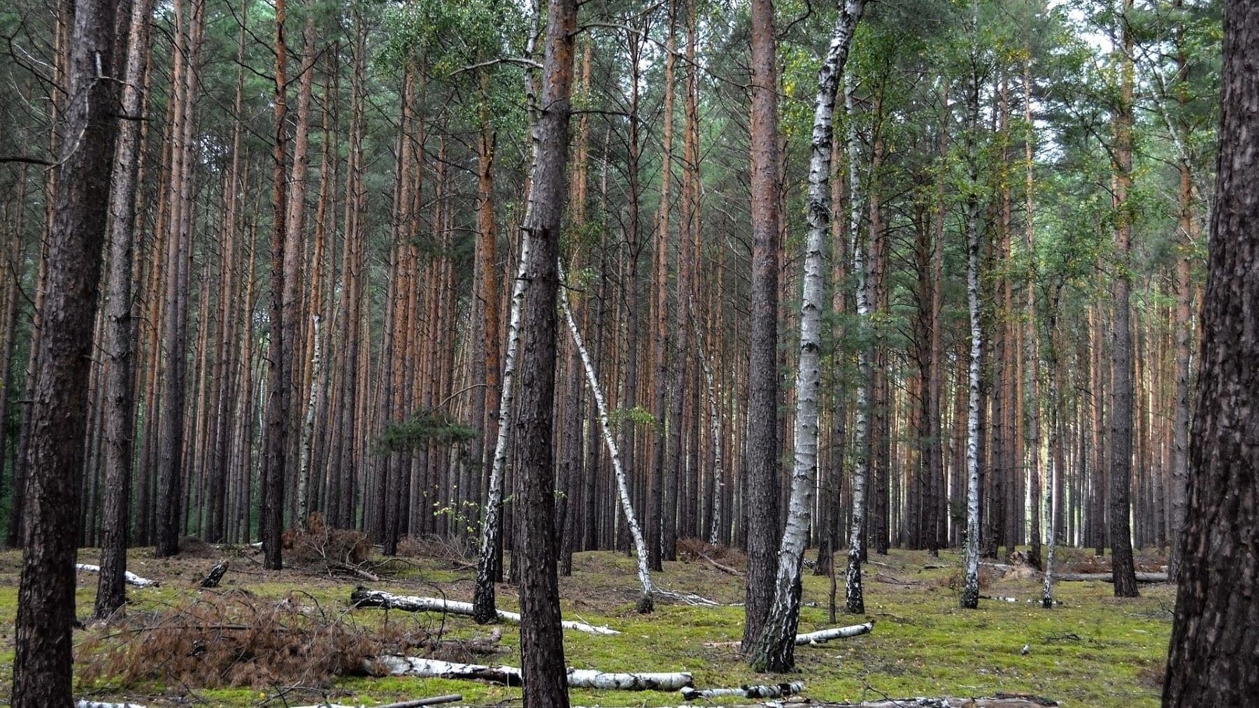Gestión forestal en Cuenca con apoyo a mancomunidades